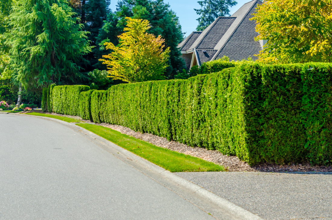 Les solutions naturelles pour éviter l'intrusion dans votre maison