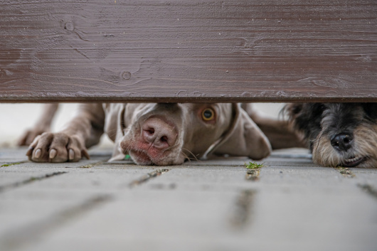 Clôture, portail et portillon : un aménagement pour la protection des animaux 