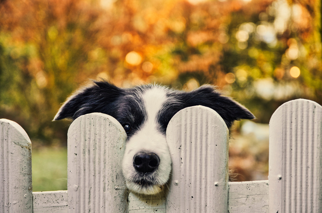 Clôture et portail : comment choisir la meilleure protection de vos animaux ?